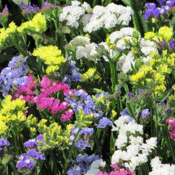 Limonium sinuatum Pacific Mix - Statice