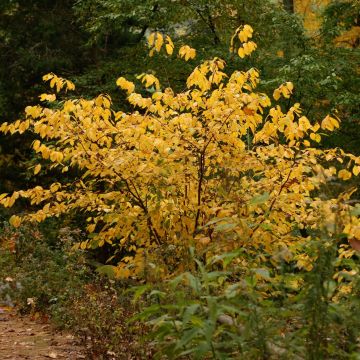 Lindera benzoin - Benzoino