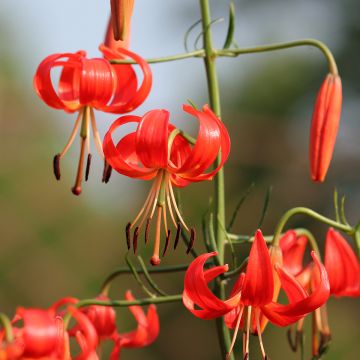 Lilium pumilum - Giglio