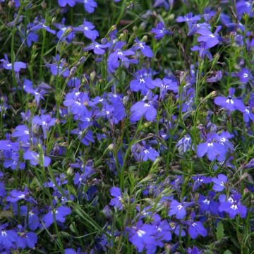 Lobelia Sapphire Cascade