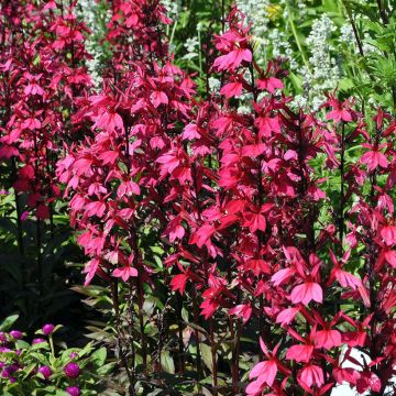 Lobelia Russian Princess