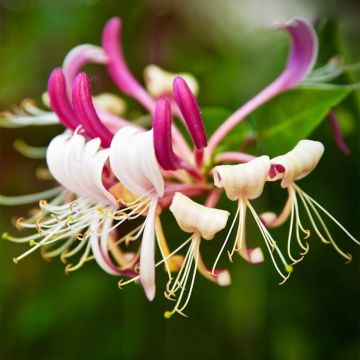 Lonicera japonica Sinensis - Caprifoglio giapponese
