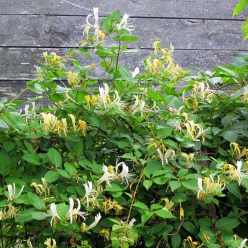 Lonicera japonica Sweet Isabel - Caprifoglio giapponese