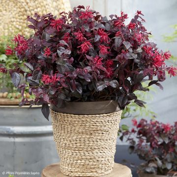 Loropetalum chinense var. rubrum Ever Red