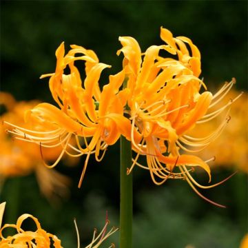 Lycoris aurea - Giglio ragno giallo