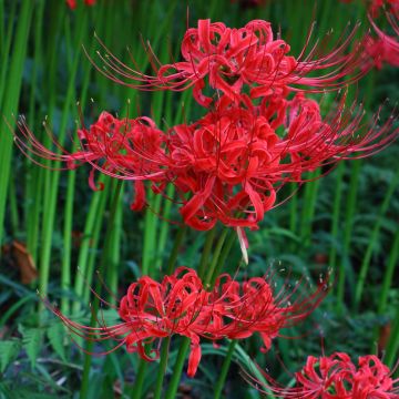 Lycoris radiata - Giglio ragno rosso