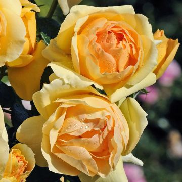 Rosa ad alberello Mythique