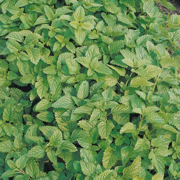 Melissa officinalis Bio (semi) - Melissa vera