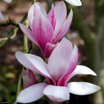 Magnolia soulangeana