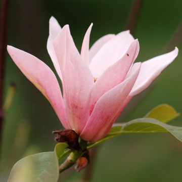 Magnolia Coral Lake