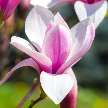 Magnolia soulangeana Andre Leroy