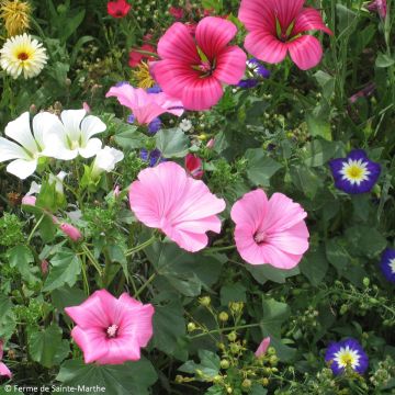 Malope trifida