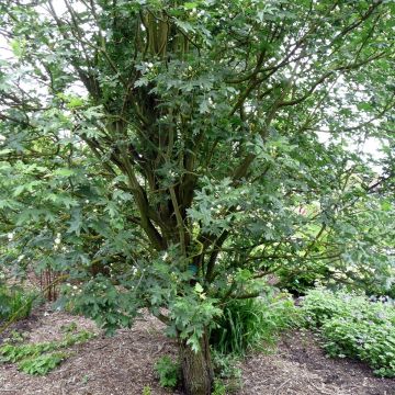 Malus trilobata - Melo da fiore
