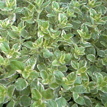 Origano comune Country cream