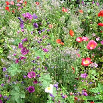 Mix per zone ombrose - Scatola 25 m2