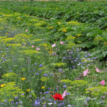 Misto di fiori protettivi dell'Orto biologico