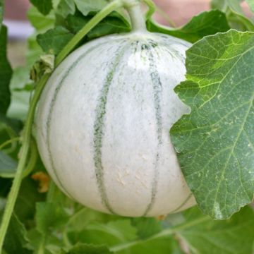 Melone Alienor