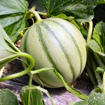 Melone Savor