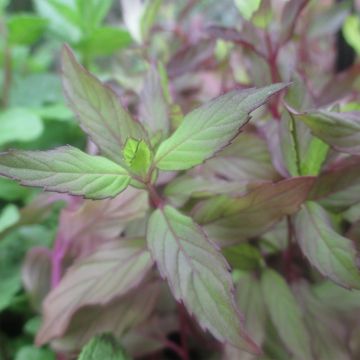 Mentha rotundifolia Ananas Bio - Menta