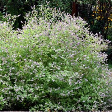 Mentha Gattefossei Bio - Menta