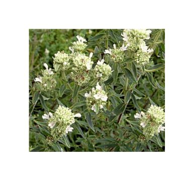 Pycnanthemum pilosum - Menta di montagna