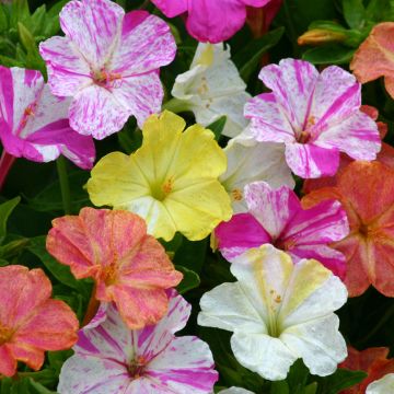 Mirabilis jalapa Marbles Mix - Bella di notte