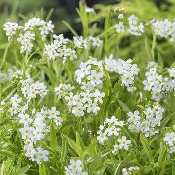 Myosotis scorpioides Alba