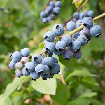 Mirtillo gigante americano - North Blue