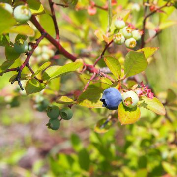 Mirtillo gigante americano - Yello!Berryblue 'Andval1601'