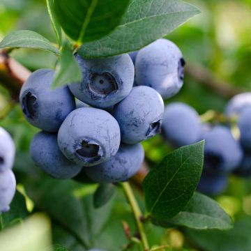 Mirtillo gigante americano - Lucky Berry