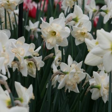 Narciso grande-coronato Changing Colors
