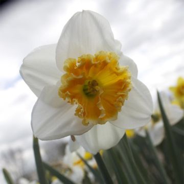 Narciso coronato Chantilly