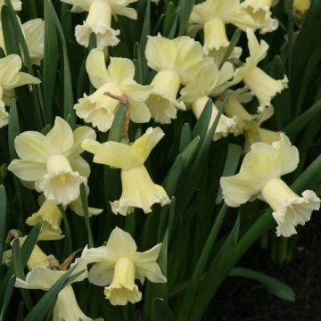 Narciso a tromba Galactic Star