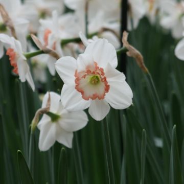 Narciso Janis Babson