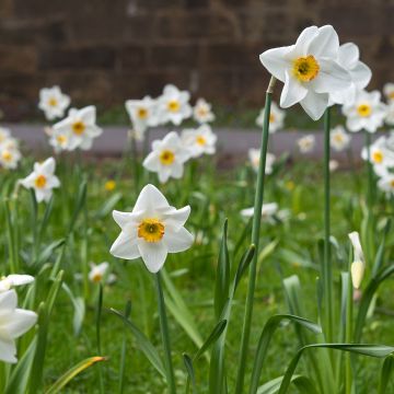 Narciso coronato Lancaster