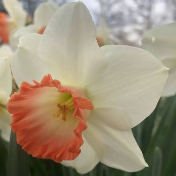 Narciso coronato Pink Charm