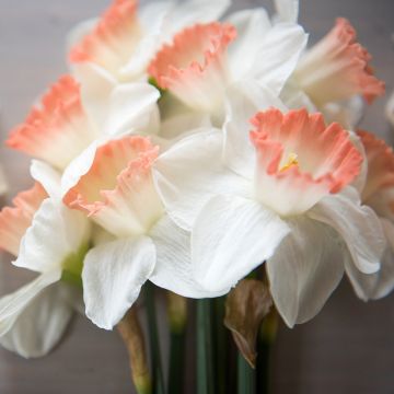 Narciso coronato Pink Charm