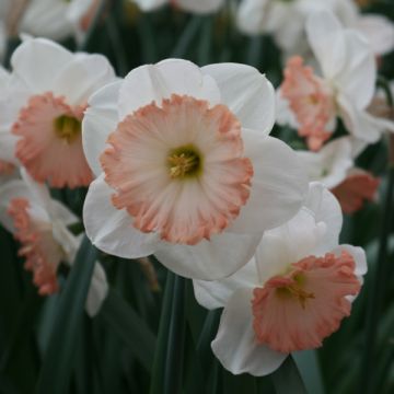 Narciso grande-coronato Sentinel