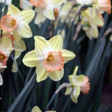 Narciso a tromba Tickled Pinkeen