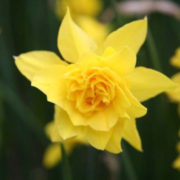Narciso a fiore doppio Rugulosus Flore Pleno