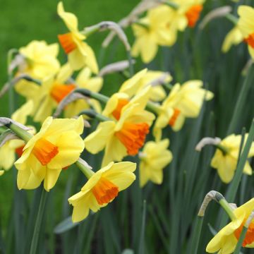Narciso coronato Red Devon
