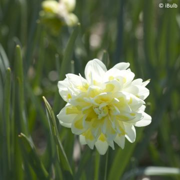 Narciso a fiore doppio Irene Coppeland