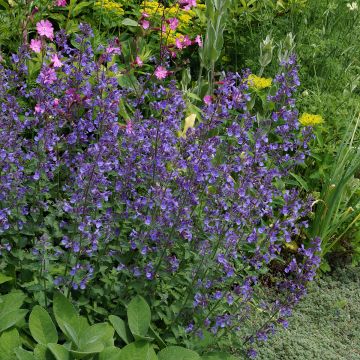 Nepeta faassenii Junior Walker