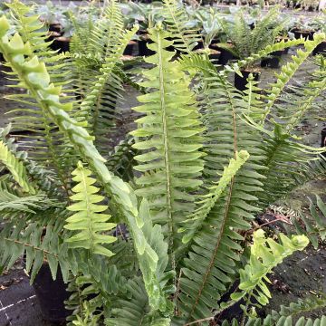 Nephrolepis cordifolia Artic Jungle - Felce cordifolia