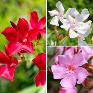 Nerium oleander Tricolore - Oleandro