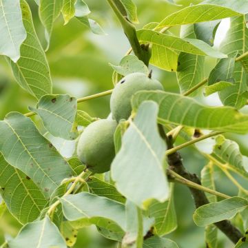 Juglans nigra Corne - Noce nero