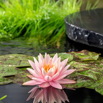 Nymphaea Colorado