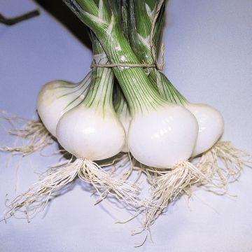 Cipolla bianca Malakoff