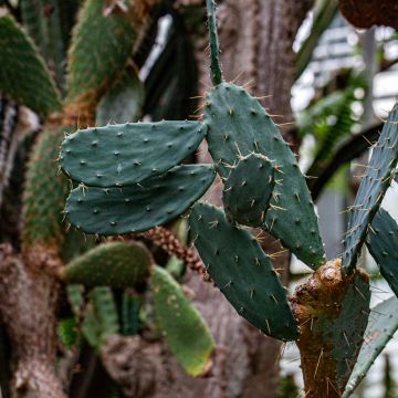 Opuntia bergeriana - Cactus