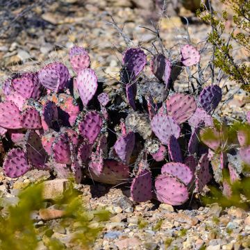 Opuntia macrocentra- Cactus